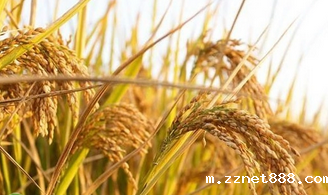 新利体育平台官网登录粮食重金属检测仪介绍