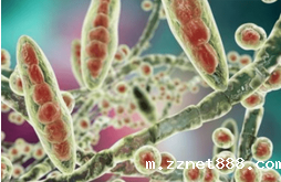 呕吐毒素是什么(呕吐毒素有哪些危害)