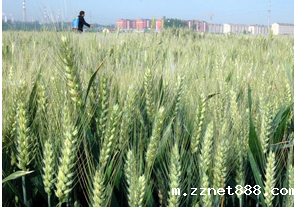 粮食重金属检测仪工作原理介绍