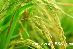 粮食重金属检测仪多少钱一台？