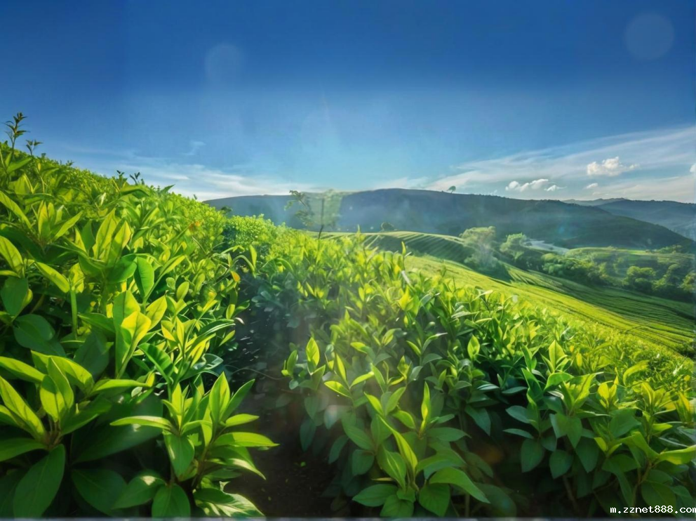 荼叶生产地配置了新利体育平台官网登录农药残留检测仪，提升茶叶销售市场