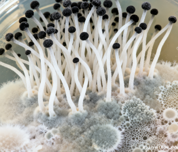 真菌毒素检测仪